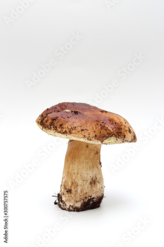 One dirty, unpeeled standing on tube penny bun mushroom isolated on a white background.