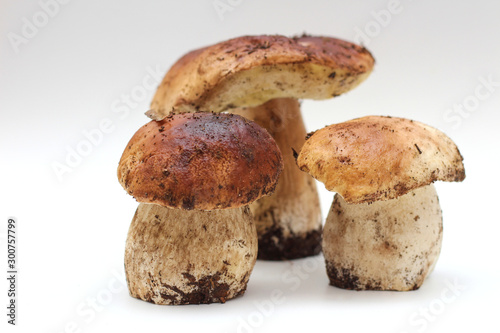 Three dirty, unpeeled standing on tube porcini mushroom isolated on a white background.