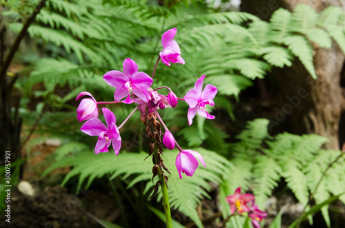 Spathoglottis Plicata orchid, a beautiful tropical flower photo
