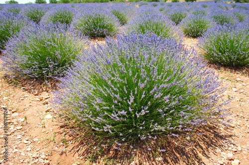 Lavender Gardens