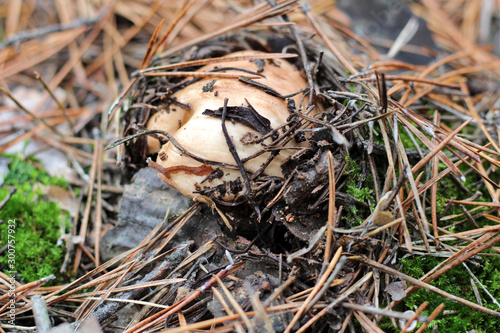 Suillus mushrooms in a pine forest. An armful of dirty, unpeeled, butter fungi in needles and cones. Top view