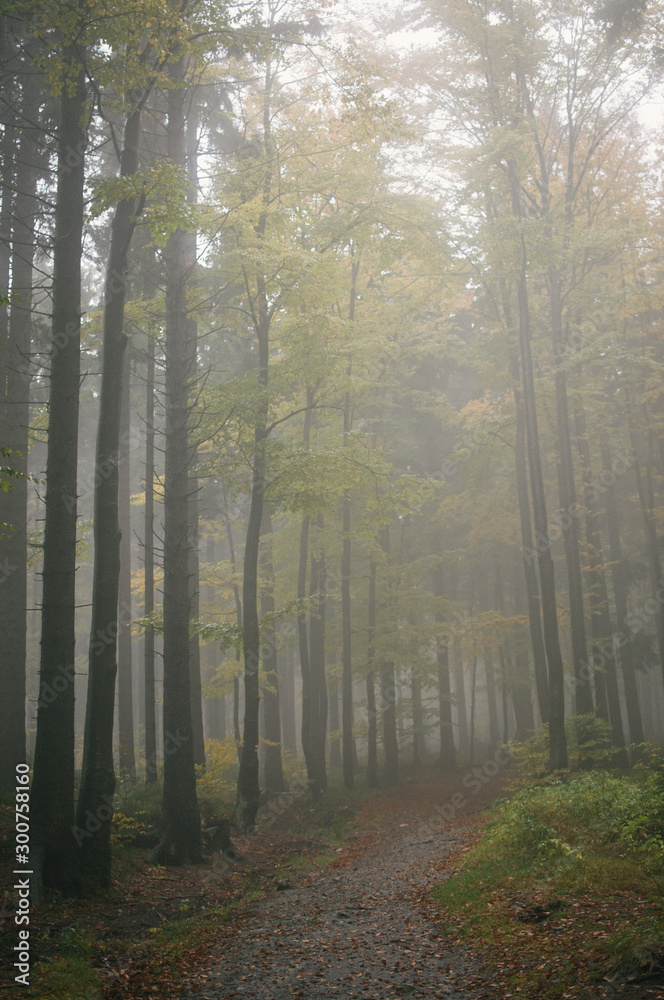 Fototapeta premium Autumn in Jeseniky mountains, first snow on the tops