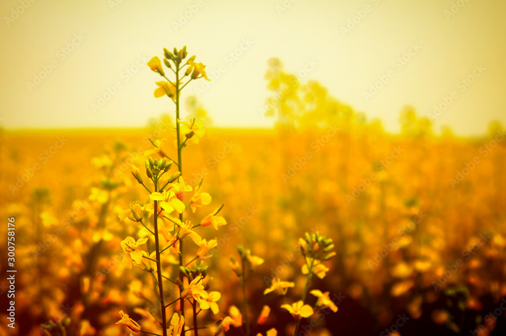 Obraz premium Canola