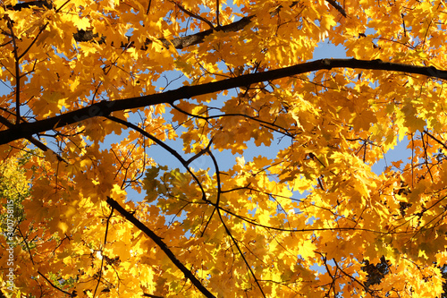 Autumn background. Yellow maple leaves.