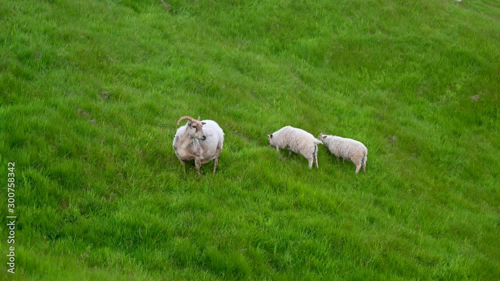 Mother sheep with babies on a green hillside Mother sheep with babies on a green hillside