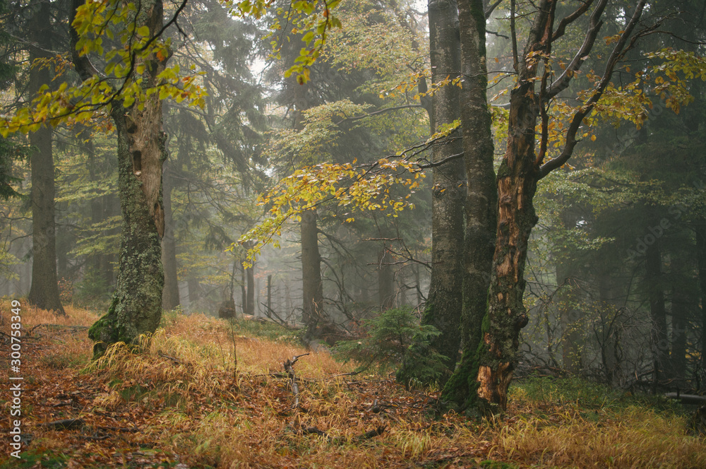 Obraz premium Autumn in Jeseniky mountains, first snow on the tops