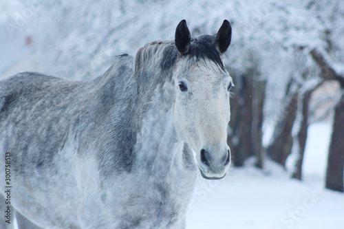 grey horse with black ears stay in snow