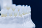 Lower human jaw with teeth anatomy model