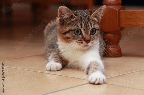 Chaton en embuscade sous la table photo