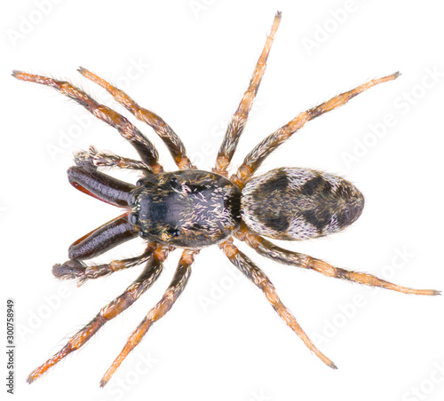 The zebra back spider Salticus scenicus is a genus of jumping spiders. Salticidae spider isolated on white background.