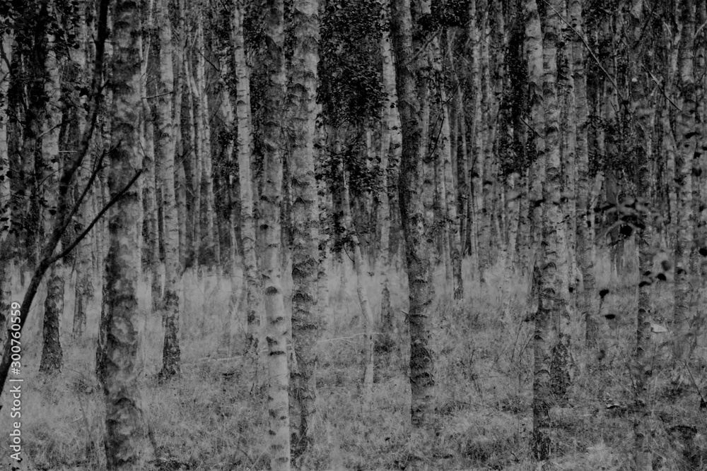 Obraz premium Birkenwald