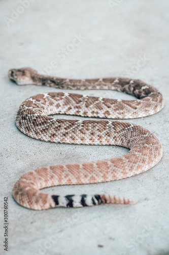 Rattle snake. Dangerous animals closeup.