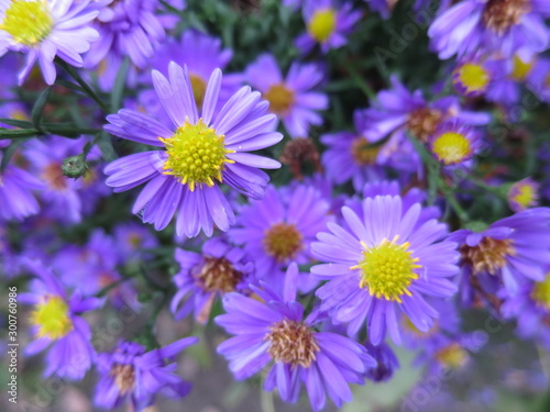 purple flowers