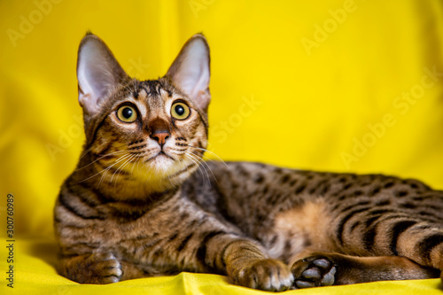 Large kitten breed Savannah, close-up. © Ксения Коломенская