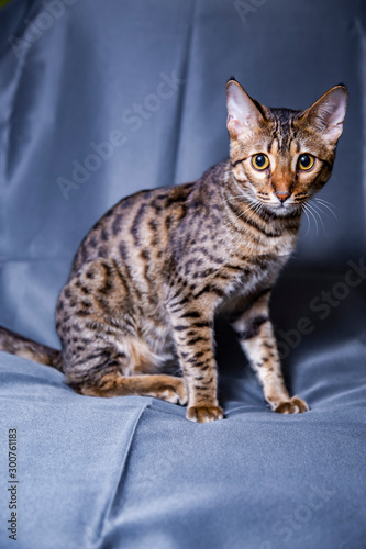 Large kitten breed Savannah  close-up.