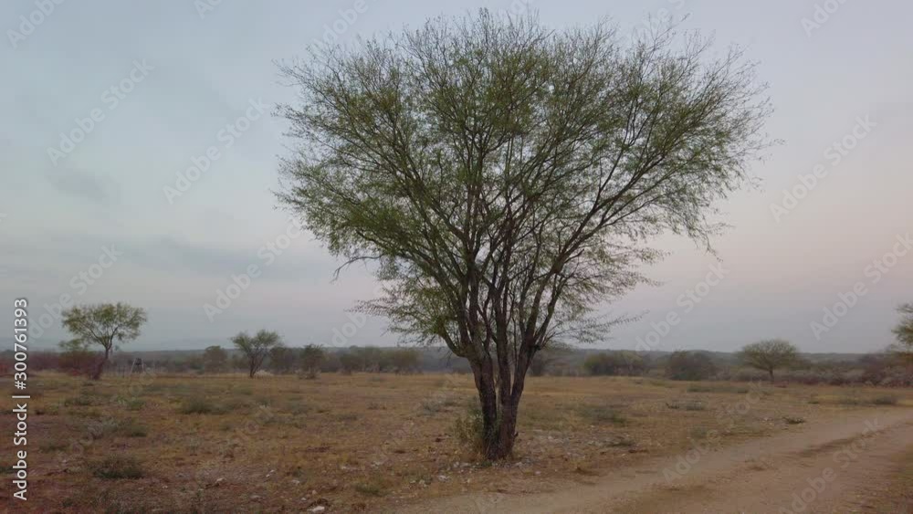 A single tree in the south Texas landscape in the United States. A single tree in the south Texas landscape in the United States.