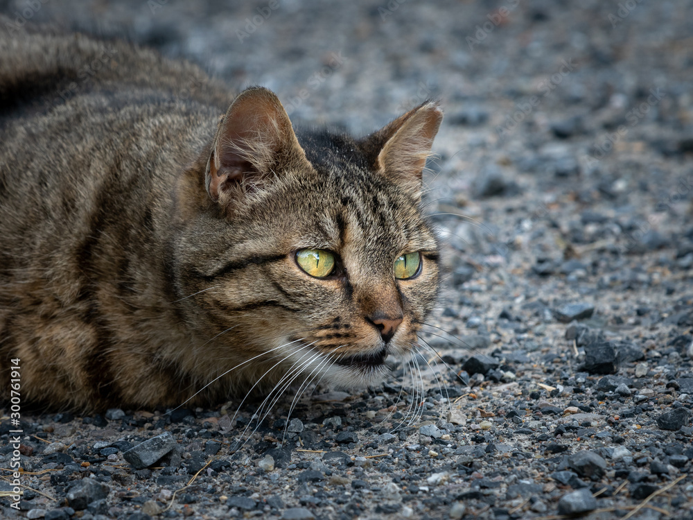 A tabby cat lying on the ground