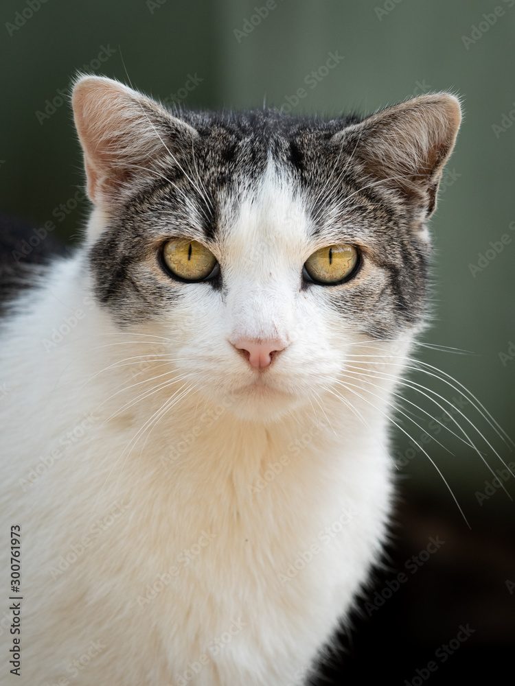 Portrait of a beautiful white grey cat