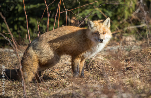 red fox resting in field  © Jen