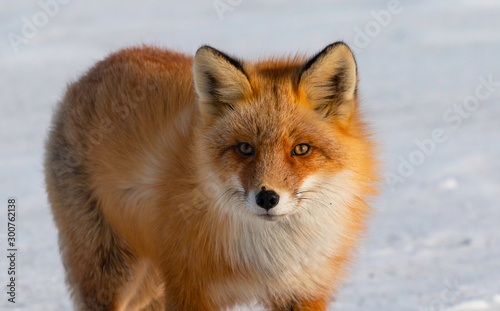 Red Fox Stare photo