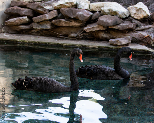 Black Swans