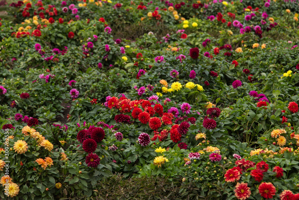 Kislovodsk, Russia, Kurortnyi boulevard, beautiful flowerbeds of dahlia.