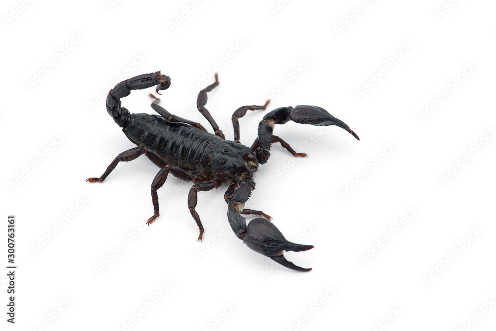 African venom Scorpion isolated on white background African venom Scorpion isolated on white background