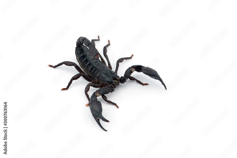 African venom Scorpion isolated on white background African venom Scorpion isolated on white background