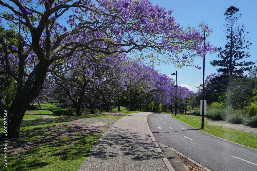 Obraz premium Cherry blossoms