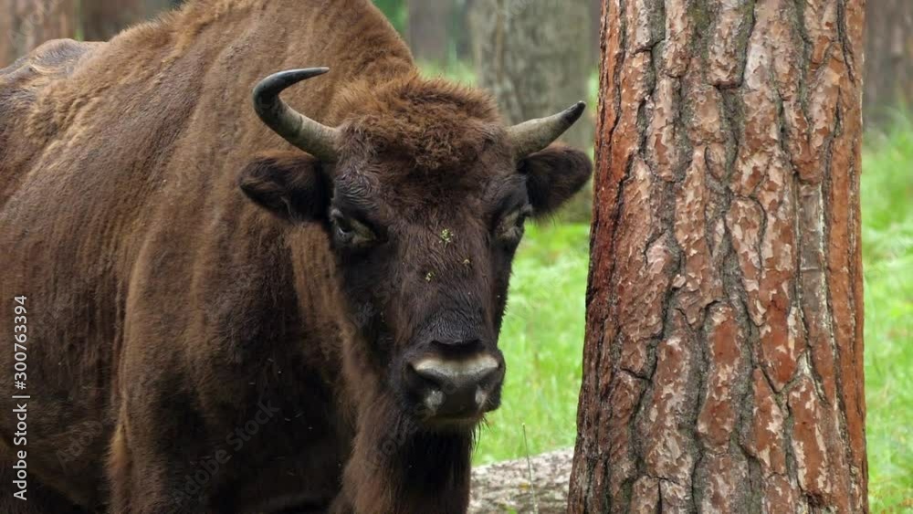 wisent, zubr or aurochs №19 - a large wild Eurasian ox that was the ancestor of domestic cattle. It was probably exterminated in Britain in the Bronze Age