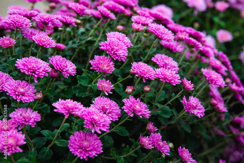 Obraz premium Chrysanthemums small bush autumn bloom