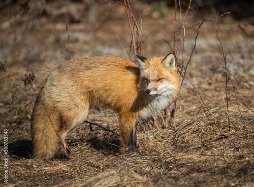 red fox resting in field 