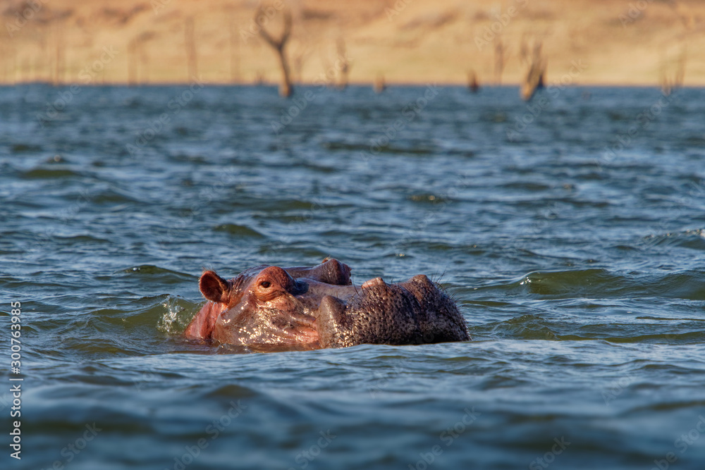 Hippopotamus - Hippopotamus amphibius or hippo is large, mostly herbivorous, semiaquatic mammal native to sub-Saharan Africa. Head looking from the water with widely opened mouth