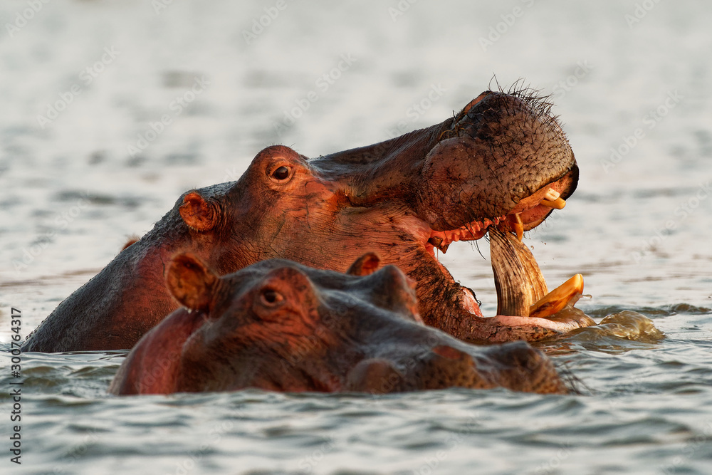 Fototapeta premium Hippopotamus - Hippopotamus amphibius or hippo is large, mostly herbivorous, semiaquatic mammal native to sub-Saharan Africa. Head looking from the water with widely opened mouth