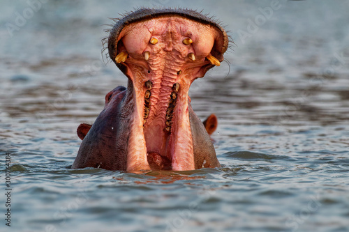 Hippopotamus - Hippopotamus amphibius or hippo is large, mostly herbivorous, semiaquatic mammal native to sub-Saharan Africa. Head looking from the water with widely opened mouth