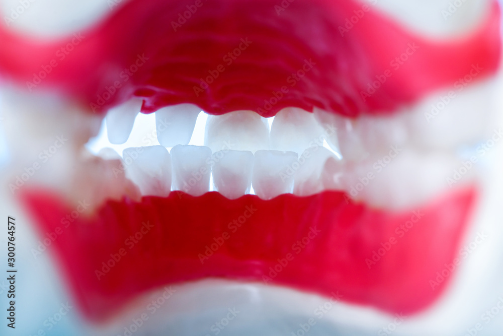 Obraz premium inside view of human jaw with teeth and gums anatomy model