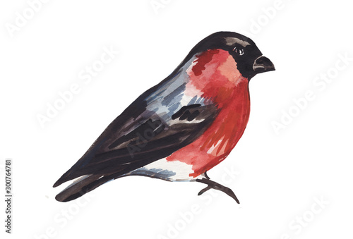 Watercolor bullfinch isolated on a white background.  © Maria