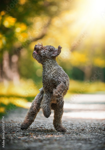 Lagotto