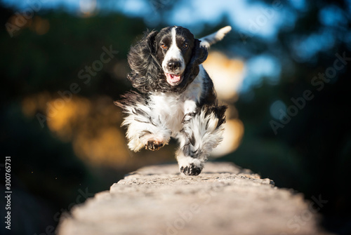 cocker spaniel