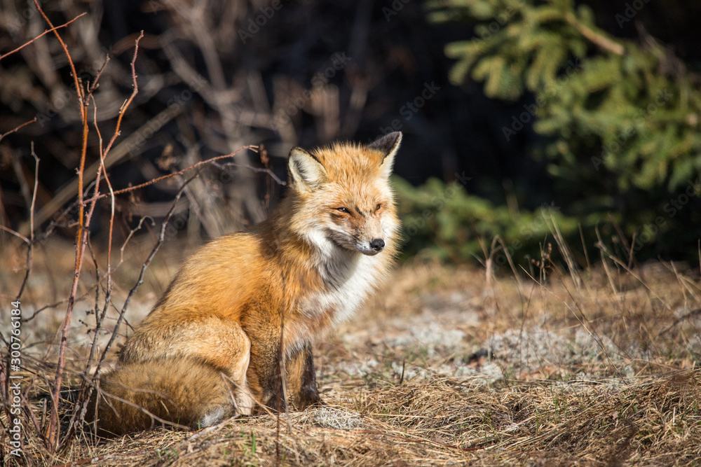 red fox resting in field 