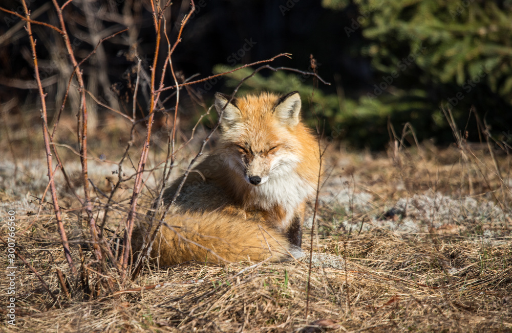 Obraz premium red fox resting in field 