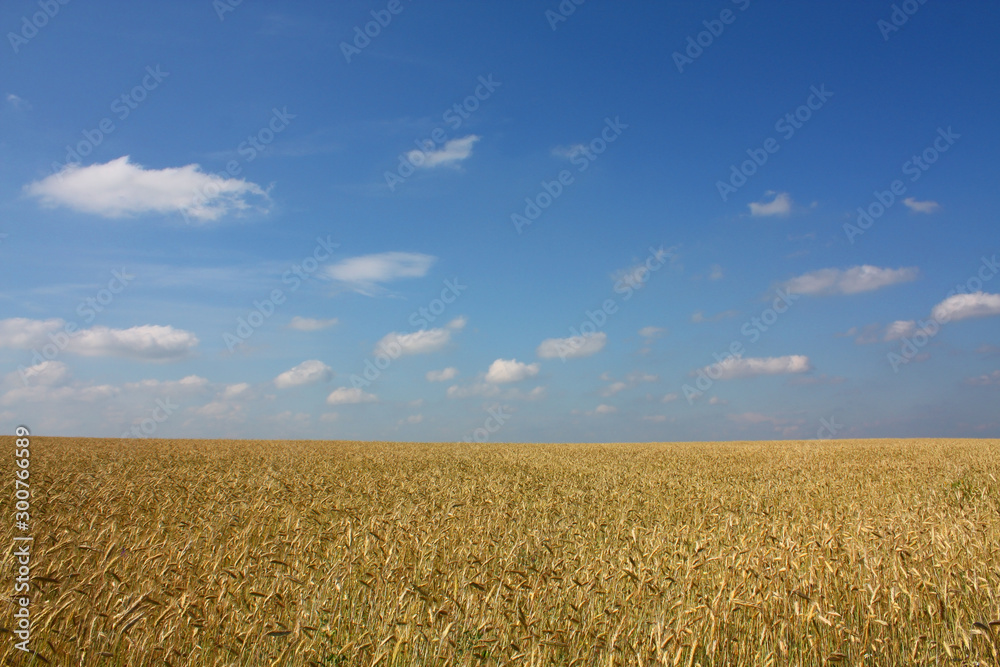 Yellow wheat field under blue sky