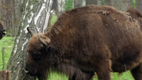 wisent, zubr or aurochs №16 - a large wild Eurasian ox that was the ancestor of domestic cattle. It was probably exterminated in Britain in the Bronze Age photo