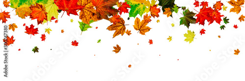 Leaves background. Autumn season pattern isolated on white back