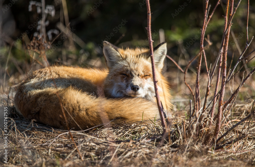 red fox resting in field 