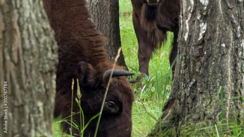 wisent, zubr or aurochs №15 - a large wild Eurasian ox that was the ancestor of domestic cattle. It was probably exterminated in Britain in the Bronze Age