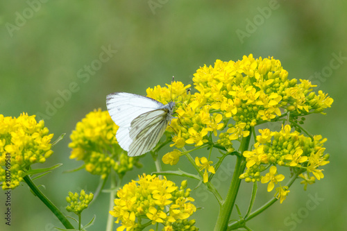 Piéride du navet sur une fleur jaune - Bretagne