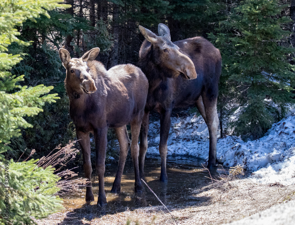 moose female with calf moose female with calf
