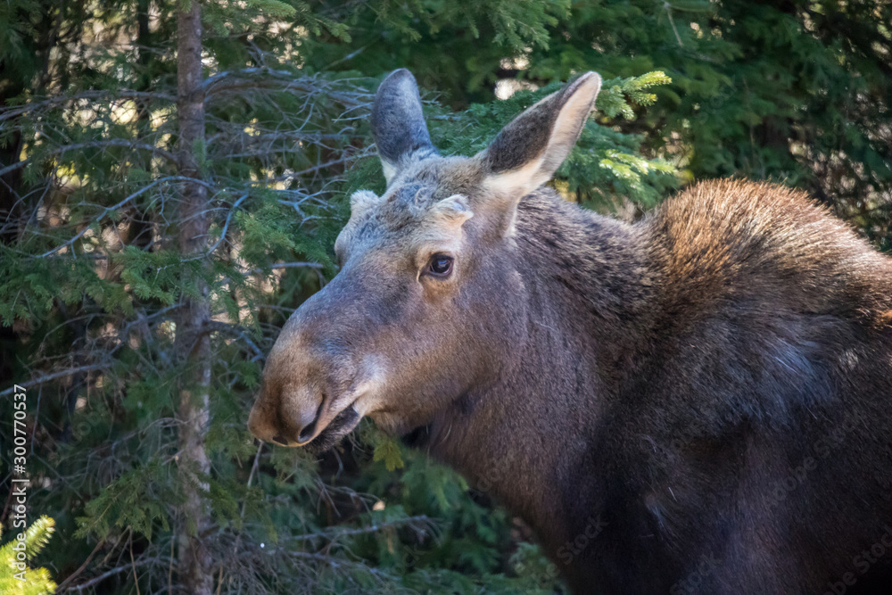 Fototapeta premium moose female with calf