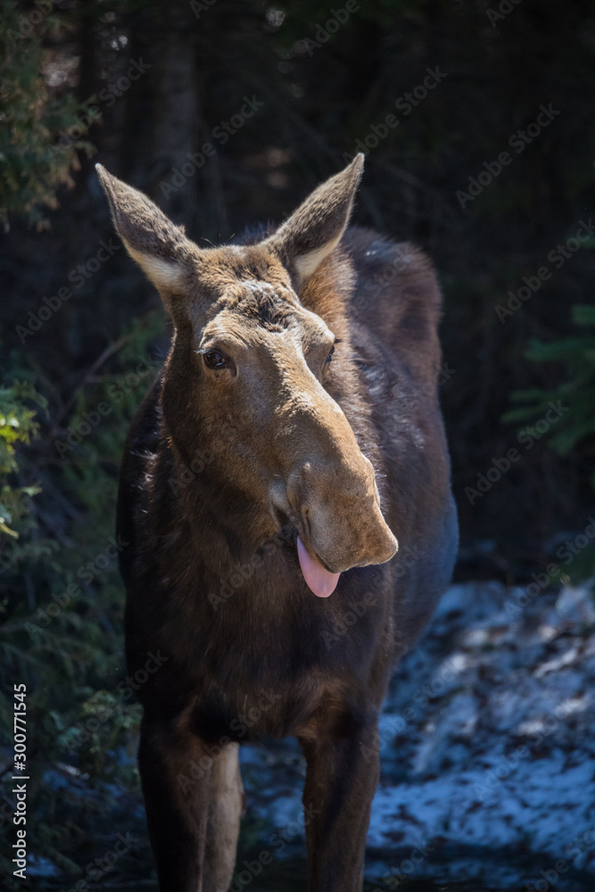 moose female with calf